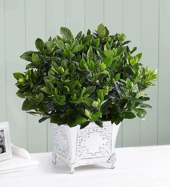 Grand Gardenia for Sympathy