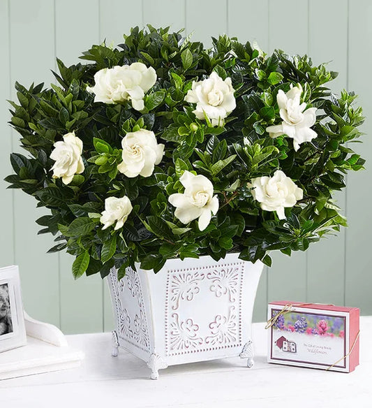 Grand Gardenia for Sympathy