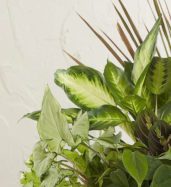 Classic Dish Garden for Sympathy